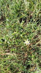 Ornithogalum orthophyllum