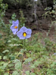 Solanum umbelliferum