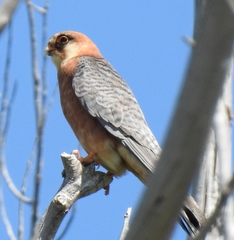 Falco vespertinus