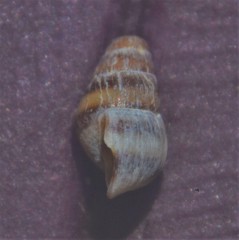 Cingula trifasciata