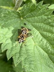 Helophilus pendulus