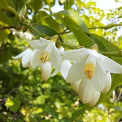 Styrax obassia