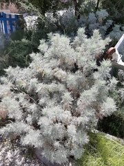 Artemisia arborescens