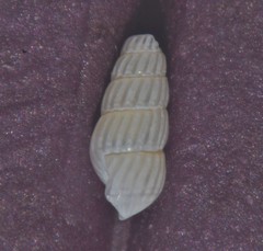 Turbonilla lactea