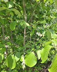 Styrax obassia
