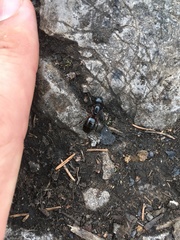 Camponotus herculeanus