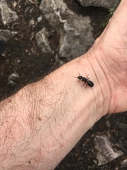 Camponotus herculeanus