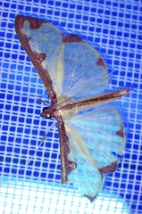 Cadarena pudoraria