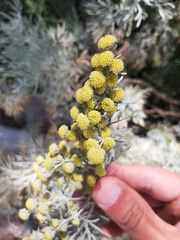 Artemisia arborescens