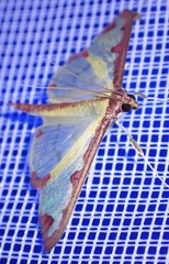 Cadarena pudoraria