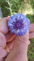 Centaurea cyanus
