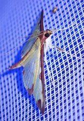 Cadarena pudoraria