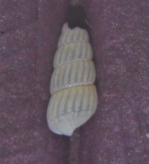 Turbonilla lactea
