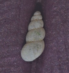 Onoba aculeus