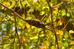 Protobalandricus spectabilis