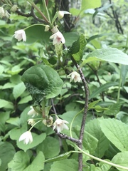Schisandra chinensis