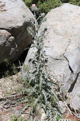 Cirsium occidentale