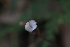 Didymoplexis pallens