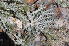 Cirsium occidentale
