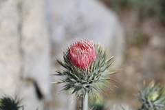 Cirsium occidentale