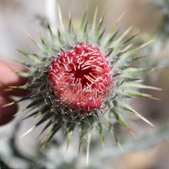 Cirsium occidentale