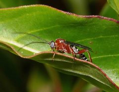 Pimpla marginella