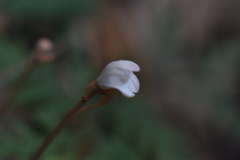 Didymoplexis pallens