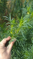 Tagetes minuta