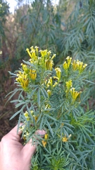 Tagetes minuta