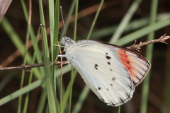 Colotis danae