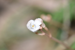 Didymoplexis pallens