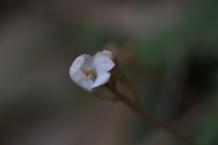 Didymoplexis pallens