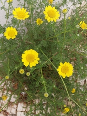 Anthemideae