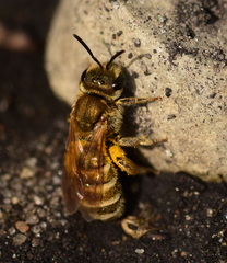 Halictus subauratus