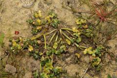 Ranunculus hederaceus