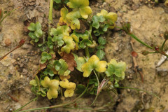 Ranunculus hederaceus