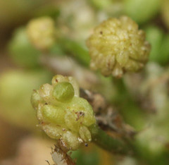 Ranunculus hederaceus