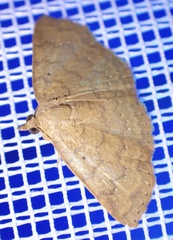 Corgatha wojtusiaki
