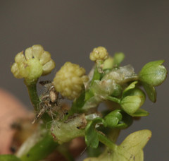 Ranunculus hederaceus