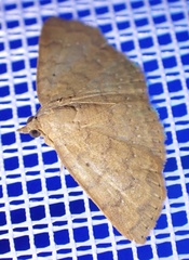 Corgatha wojtusiaki