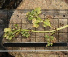 Ranunculus hederaceus