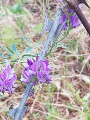 Medicago sativa