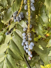Berberis oiwakensis