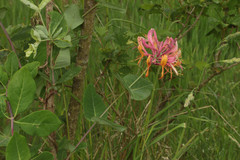 Lonicera × americana