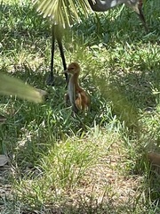 Grus canadensis image