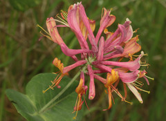 Lonicera × americana