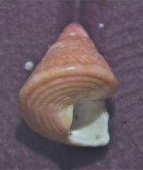 Jujubinus exasperatus