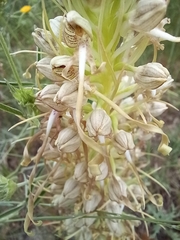 Himantoglossum hircinum