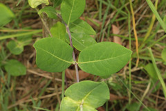 Lonicera × americana