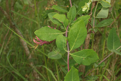 Lonicera × americana